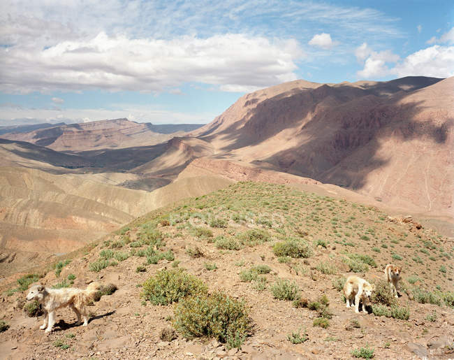 Cani da pastore sulla cima asciutta — Foto stock