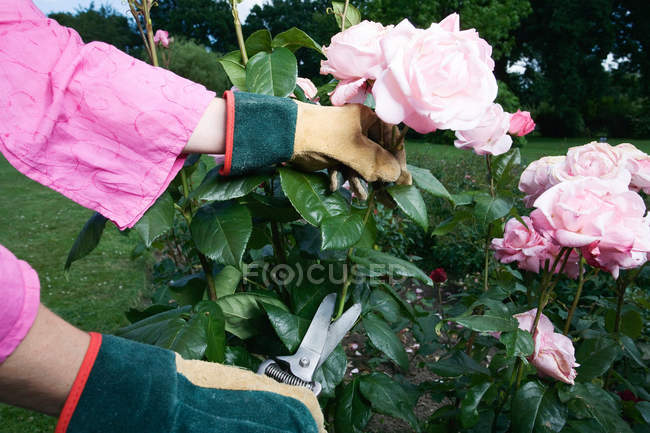 Bildgärtner schneidet rosa Rosen — Stockfoto