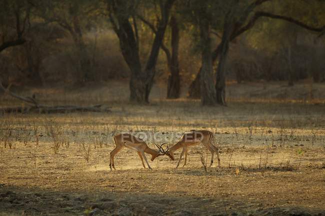 Dos machos impala luchando a la luz del sol - foto de stock