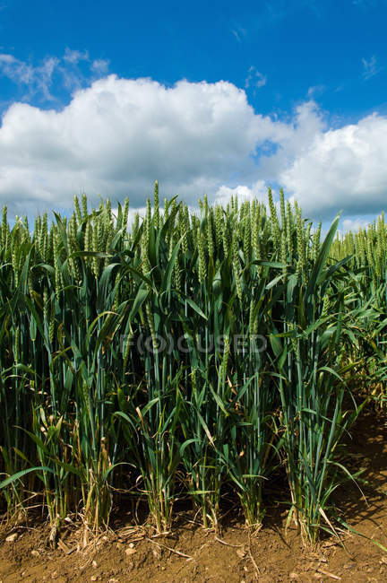 Vista frontale degli steli di mais che crescono in campo — Foto stock
