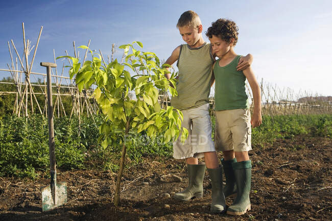 Zwei Jungen pflanzen Baum — Stockfoto