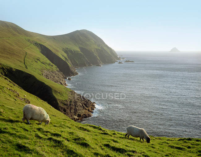 Pastoreo de ovejas en ladera rural - foto de stock