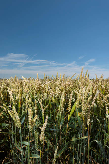 Tallos de trigo en el campo - foto de stock