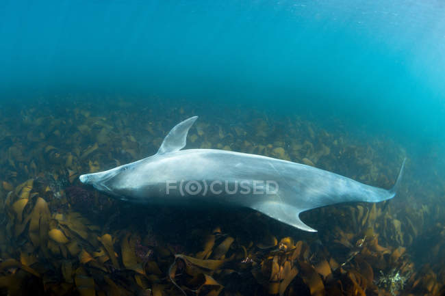 Delfín nadando bajo el agua tropical - foto de stock
