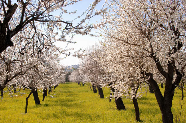 Almond orchard in bloom — Stock Photo