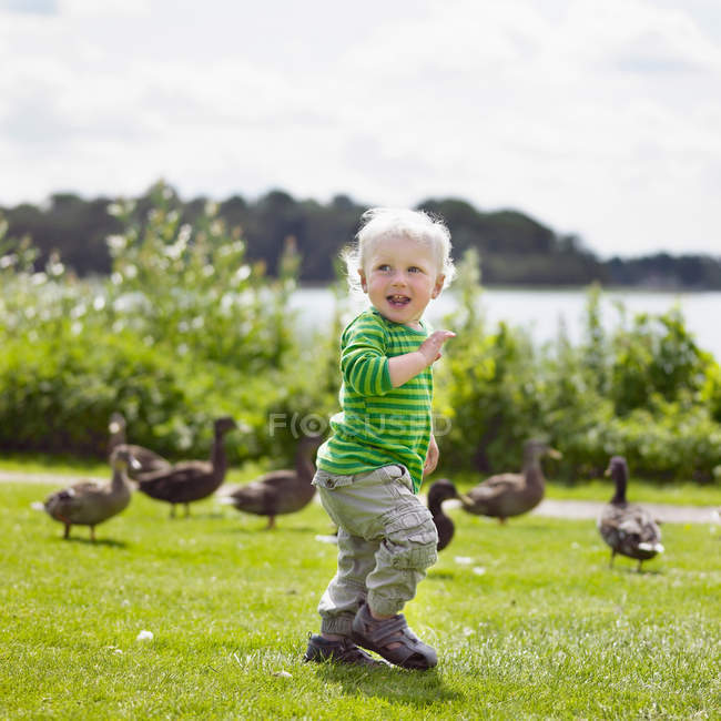 Garçon jouer avec les canards dans la cour — Photo de stock