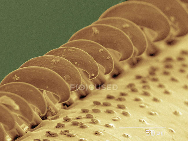 Micrografo elettronico a scansione colorata dell'ala di vespa — Foto stock