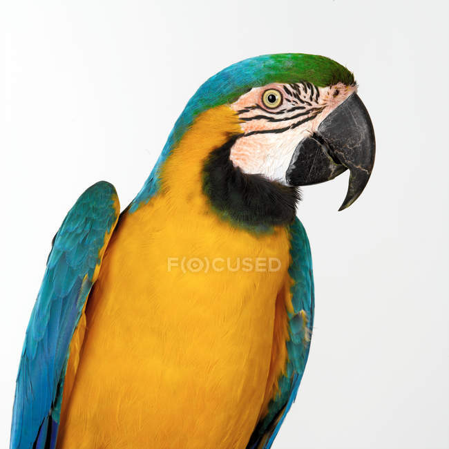 Blau-gelber Ara-Papagei isoliert auf weiß — Stockfoto