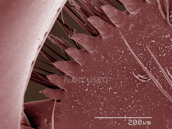 Farbige Rasterelektronenmikroskopie von Mantiden-Garnelenstacheln — Stockfoto