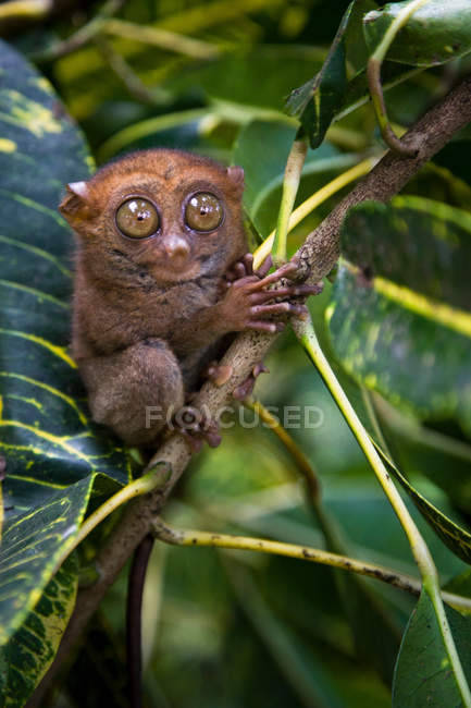 Lemur en rama de árbol - foto de stock