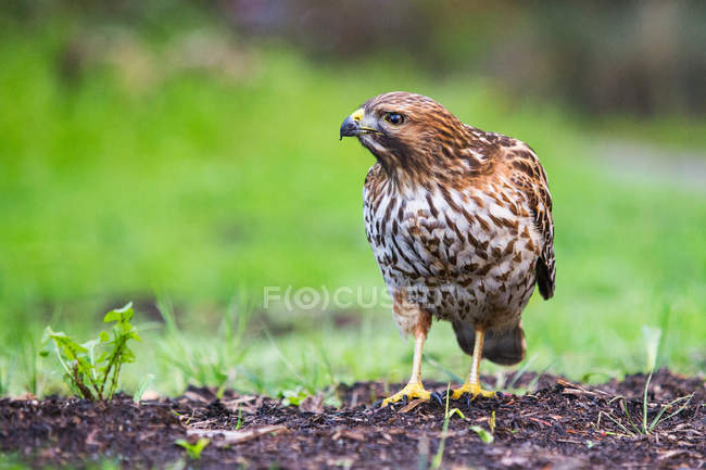 Red-shouldered hawk on ground — Stock Photo