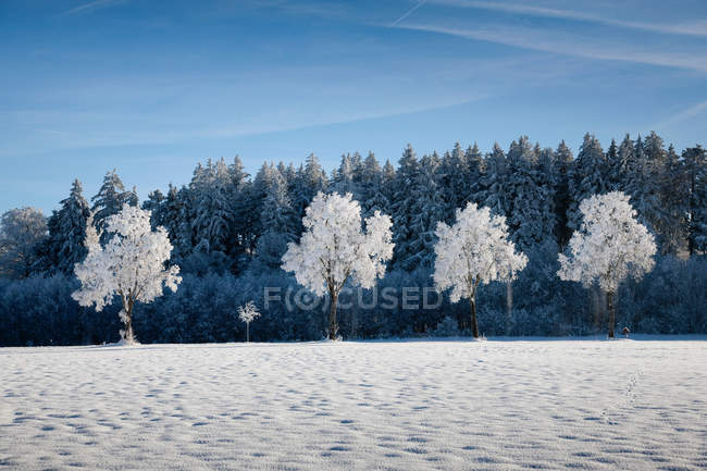 Weiß gefrostete Bäume in einer Reihe — Stockfoto