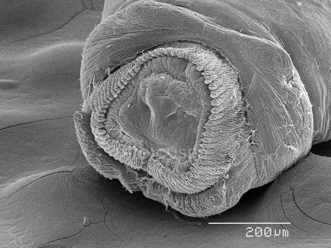 Micrografía electrónica de barrido de mosca negra - foto de stock