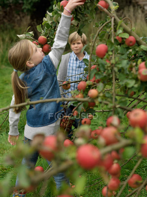 Chica recogiendo manzanas mientras niño relojes - foto de stock