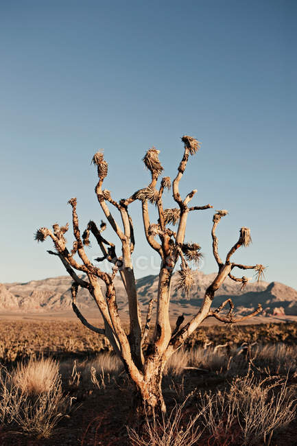 Bare tree in desert — Stock Photo