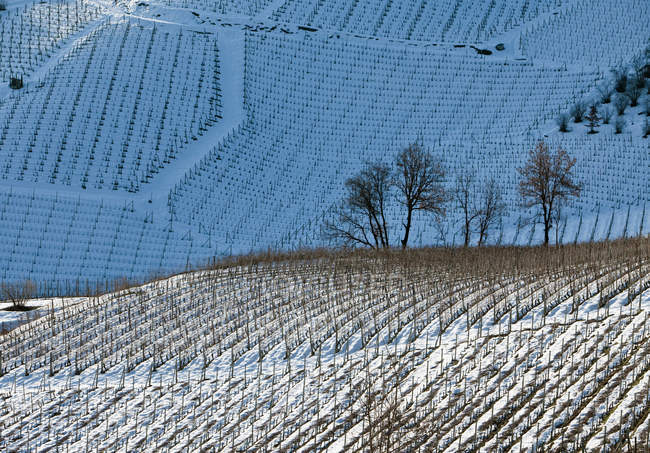 Trees on snowy hillside — Stock Photo