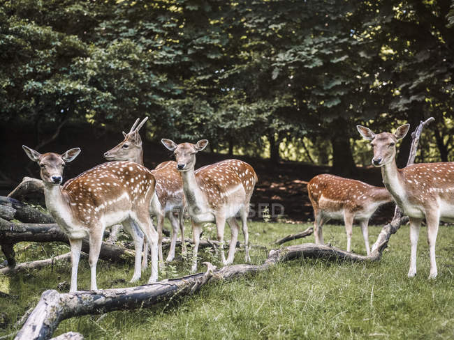 Group of deer on green meadow with logs, Aarhus, Denmark — Stock Photo