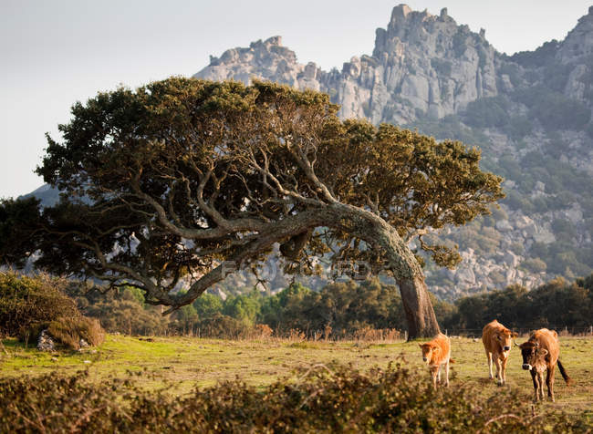 Cultivo de árboles curvos en campo rural - foto de stock