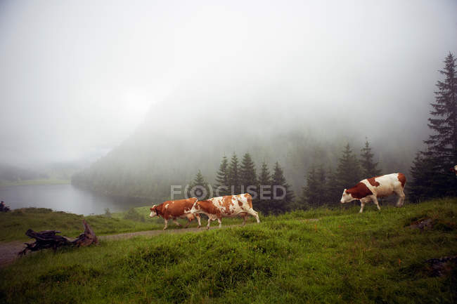 Mucche che camminano lungo la strada rurale — Foto stock