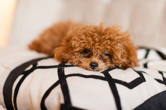 Dog lying on bed — Stock Photo
