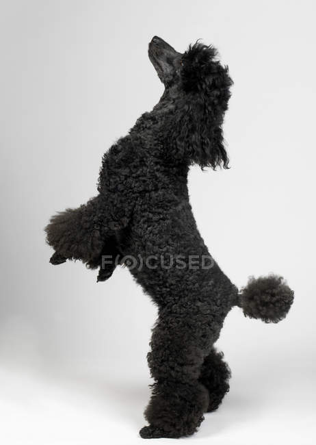Vista laterale del barboncino in piedi con pelliccia nera su sfondo grigio — Foto stock