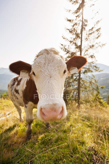 Nariz de las vacas en los pastos - foto de stock