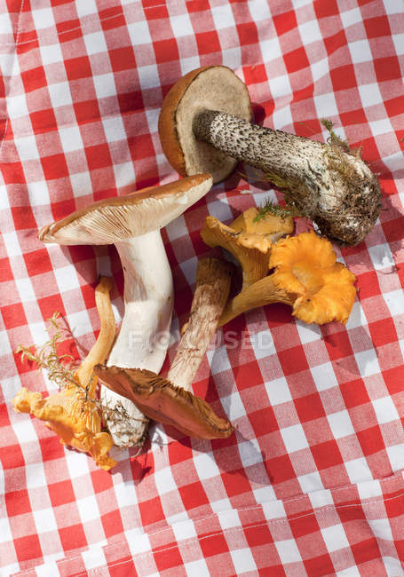 Білий гриб гриби — стокове фото