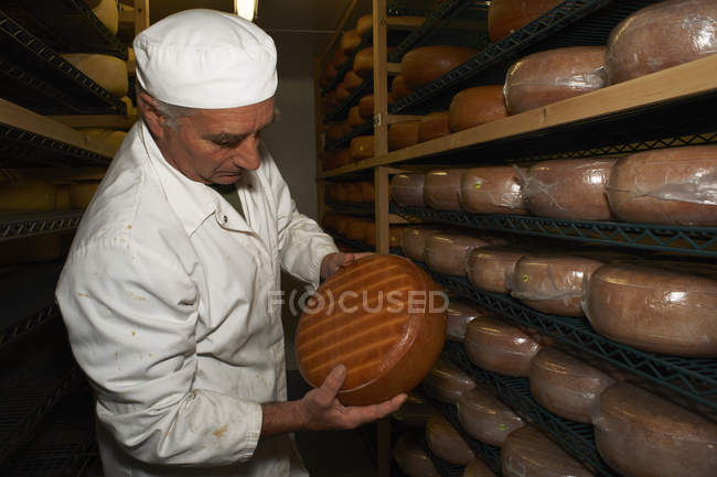 Homem sênior verificando queijo redondo na fábrica da fazenda — Fotografia de Stock