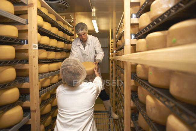 Trabalhadores que colocam queijo redondo para armazenamento na fábrica da fazenda — Fotografia de Stock