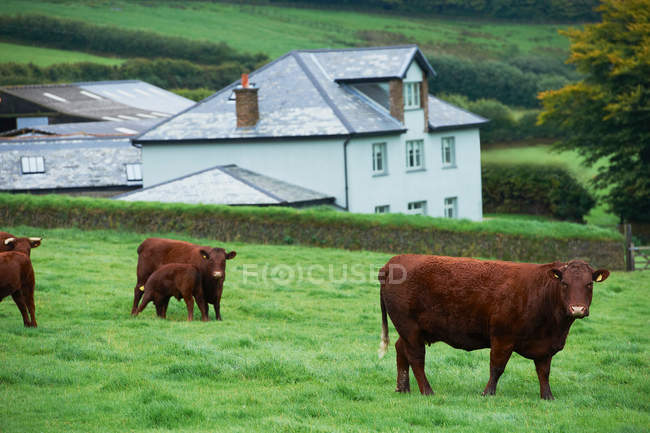 Vacas pastando em campo verde — Fotografia de Stock