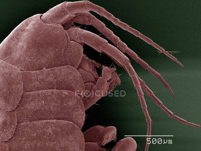 Coloured scanning electron micrograph of amphipod — Stock Photo