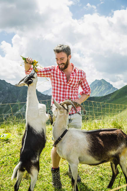 Junger Mann füttert Ziegen, Tirol, Österreich — Stockfoto