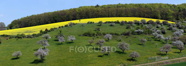 Belo campo de colza de oleaginosas rurais na alemanha — Fotografia de Stock