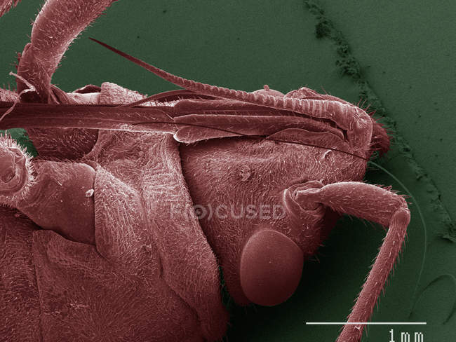 Micrógrafo electrónico de barrido de color de la boca del insecto boxelder - foto de stock