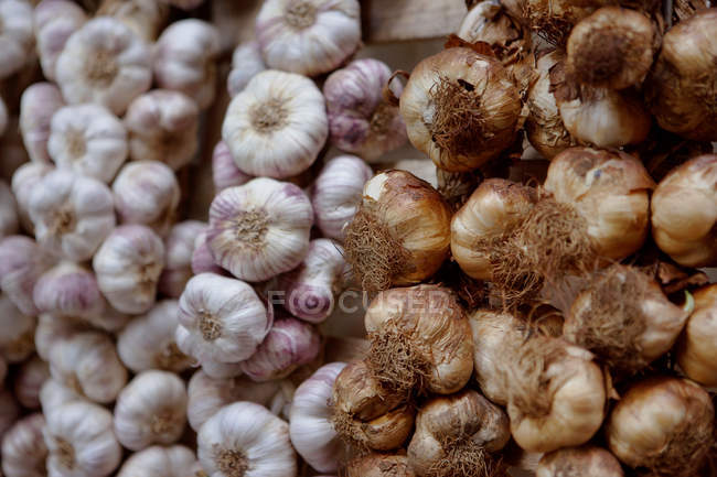 Stalks of garlic and onions — Stock Photo