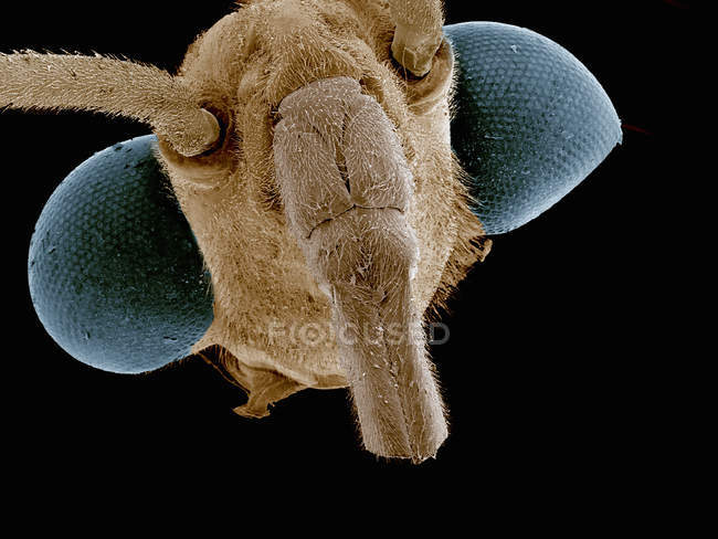 Scanning electron micrograph of head of water strider — Stock Photo