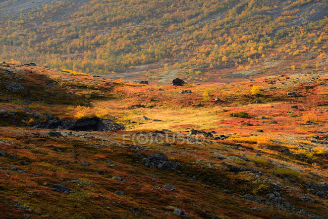 Valle colorata d'autunno vicino al fiume Malaya Belaya, Khibiny Mountains, penisola di Kola, Russia — Foto stock