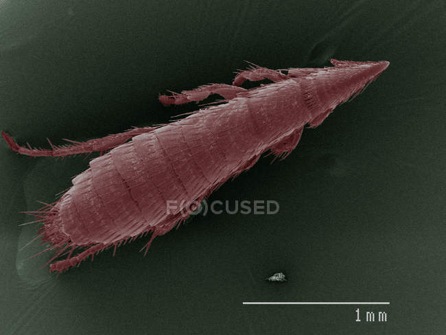 Coloured scanning electron micrograph of flea — Stock Photo