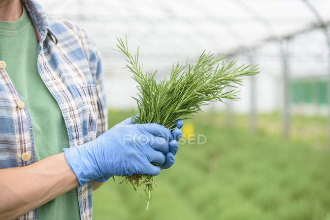 Trabajador sosteniendo romero fresco en invernadero - foto de stock