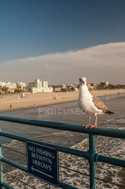 Gaviota posada sobre barandilla sobre la playa - foto de stock
