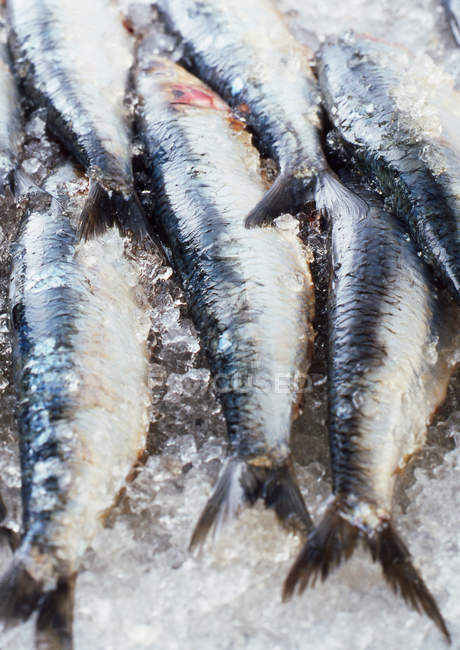 Крупный план свежей рыбы во льду — стоковое фото