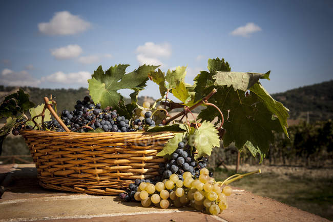 Cesta de uvas pretas e verdes — Fotografia de Stock