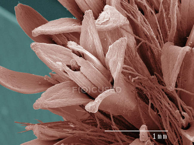 Coloured scanning electron micrograph of goldenrod flower — Stock Photo