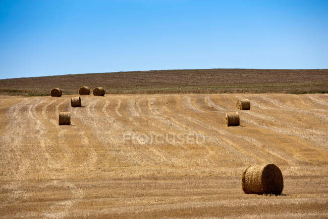 Balles de foin dans un champ agricole rural avec ciel bleu clair — Photo de stock