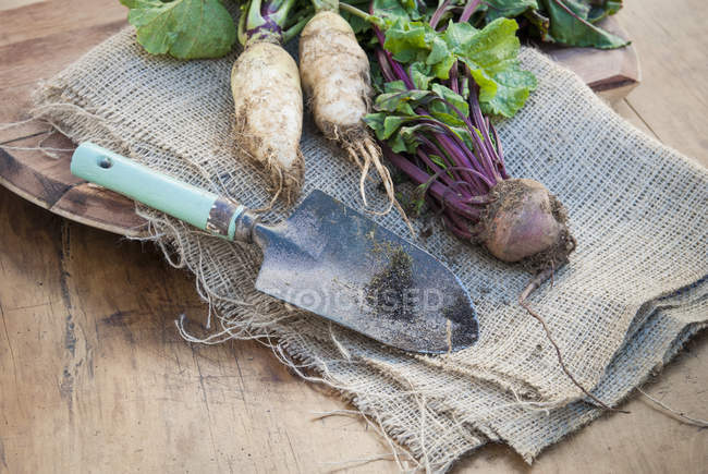 Freshly dug root vegetables — Stock Photo