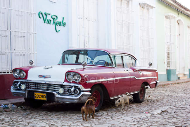 Dois cães ao lado de carro vintage na rua — Fotografia de Stock