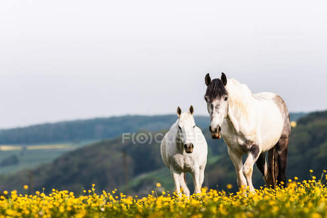 Caballos blancos caminando en el campo de flores amarillas - foto de stock