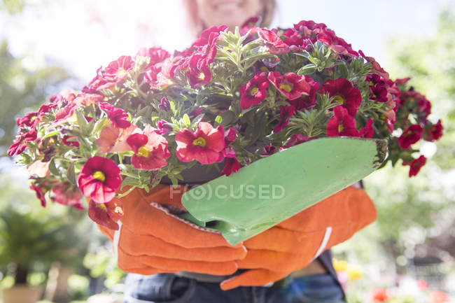 Mujer llevando planta floreciente rosa en el jardín - foto de stock