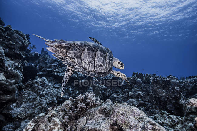 Tortuga nadando en el arrecife de coral bajo el agua - foto de stock