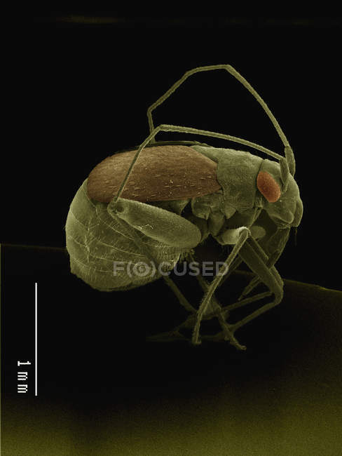 Micrografo elettronico a scansione colorata di piccolo bug — Foto stock